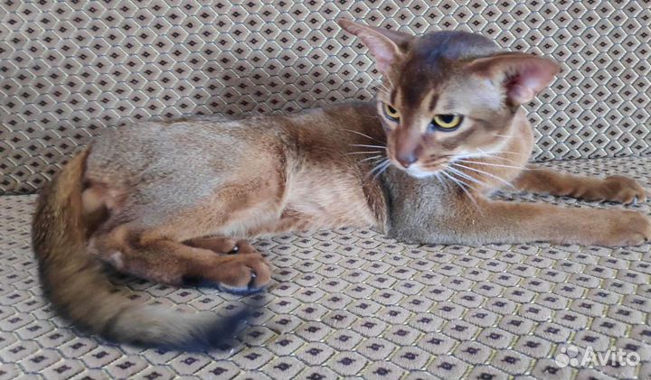 Аби кот - вязка. Возможна продажа