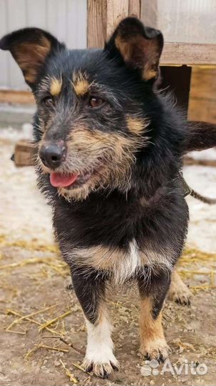 Собака бесплатно