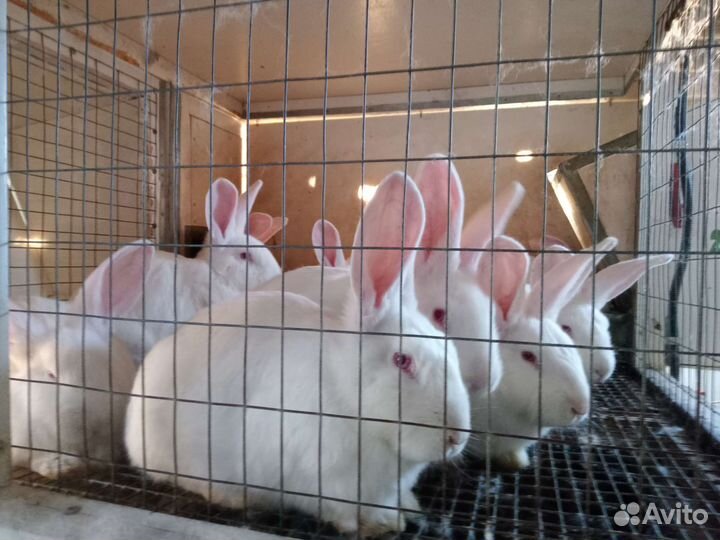 Кролики мясных пород