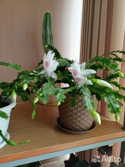 Комнатные цветы отростки