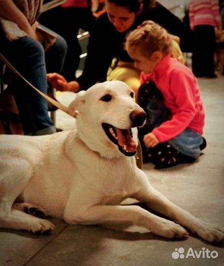 Собака в добрые руки