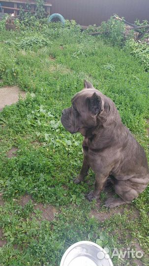 Кане Корсо девочка