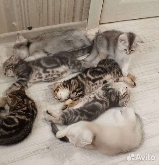 6 котят мраморные и шиншиллы