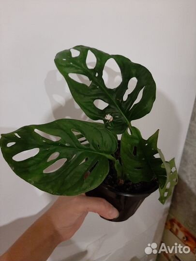 Монстера манки маск