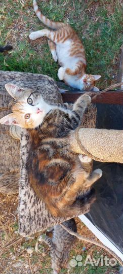 Котята в дар