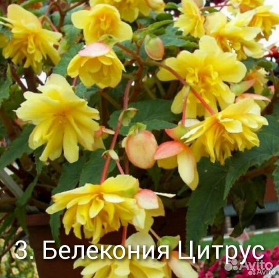 Бегония белекония