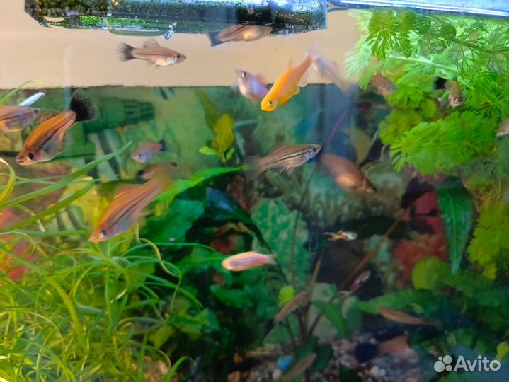 Меченосец, возраст около 4 месяцев