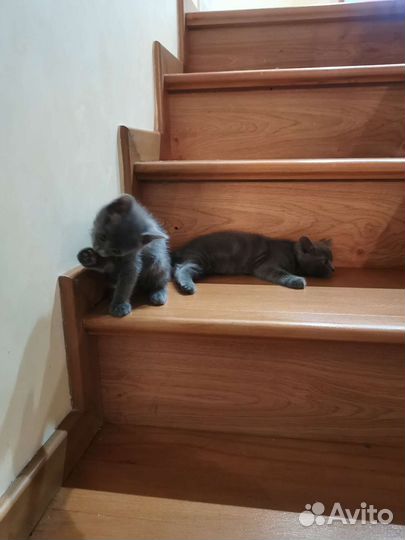 Котята в добрые руки бесплатно