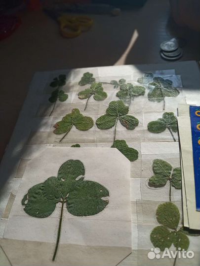 Клевер четырехлистный, пятилистный, шестилистный