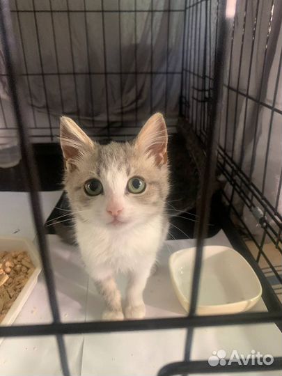 Кошка (котенок)