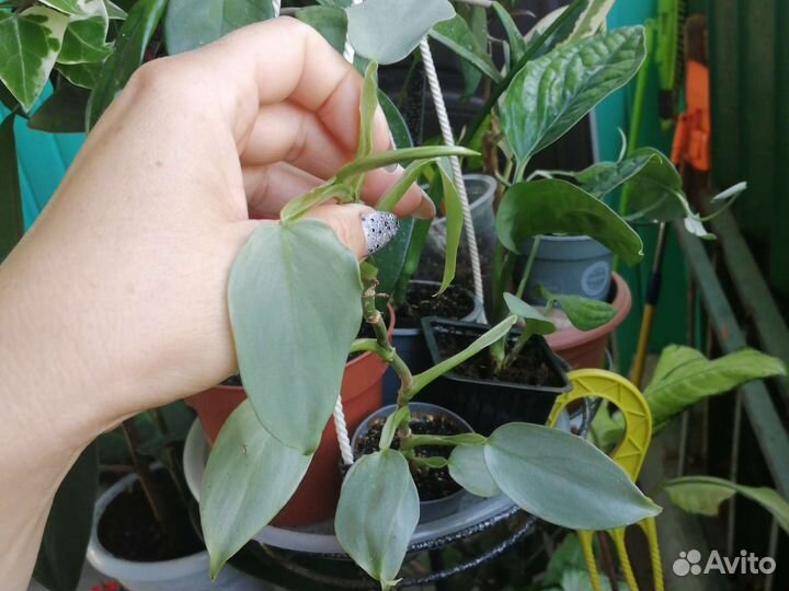 Филодендрон сильвер квин