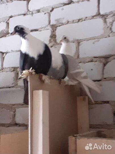 Голуби воронежские чистые Зоревые