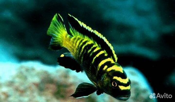 Аквариумные рыбки цихлиды молодь