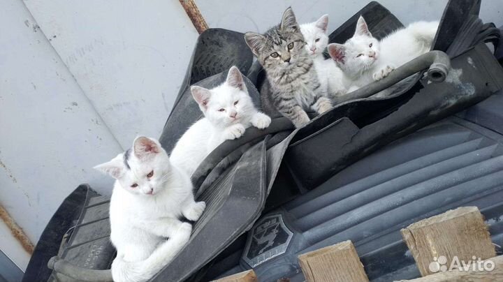 Отдам котят