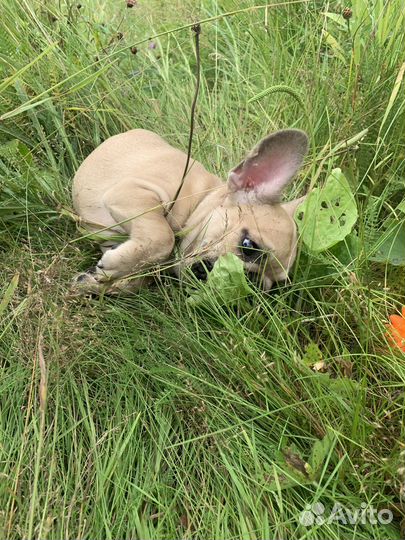 Фотосессия с щенком французского бульдога