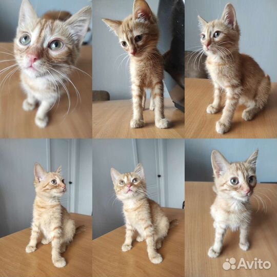 Рыженькие котятки