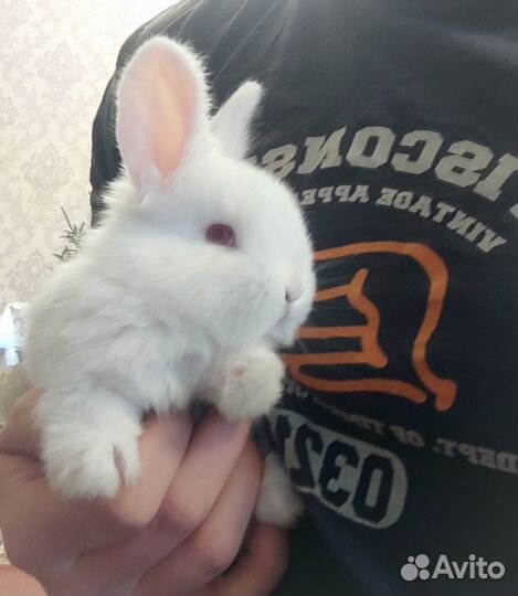 Крольчата белый панон.мясо.аренда