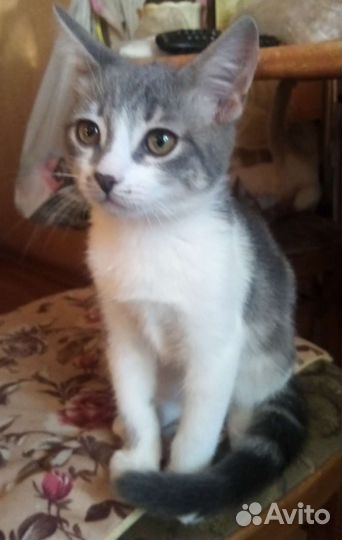 Котенок в добрые руки