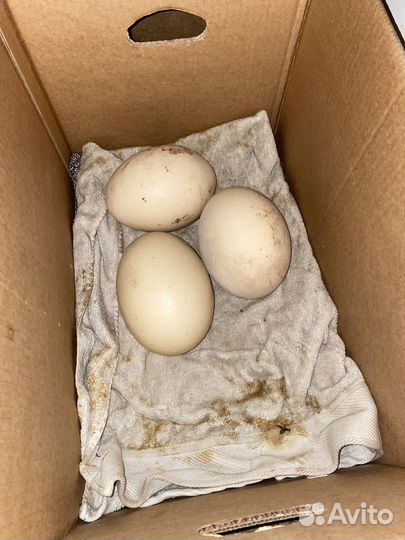 Домашняя птица