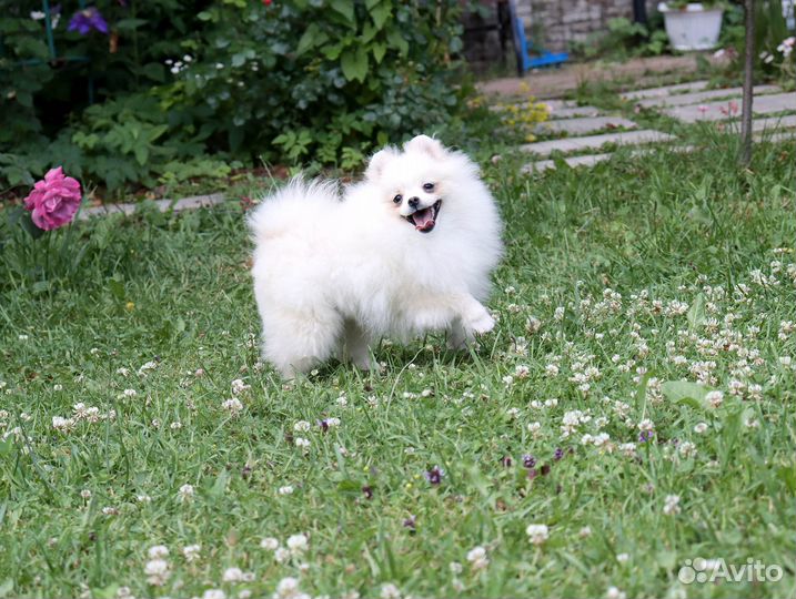 Рони.Медвежонок шпица с Бэби-фэйс 8 мес
