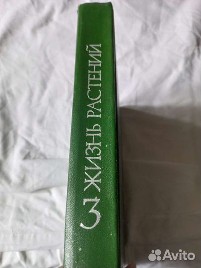 Книга Водоросли, лишайники 1977
