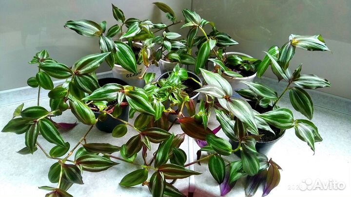 Традесканция два вида