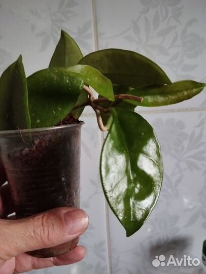 Хойя карноза