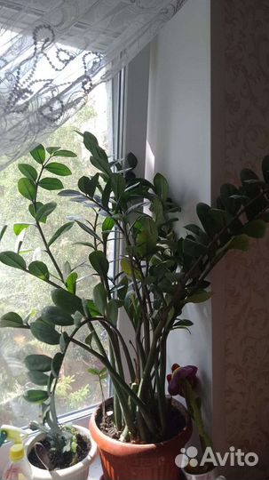 Замиокулькас