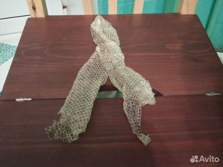 Змеиный выползок