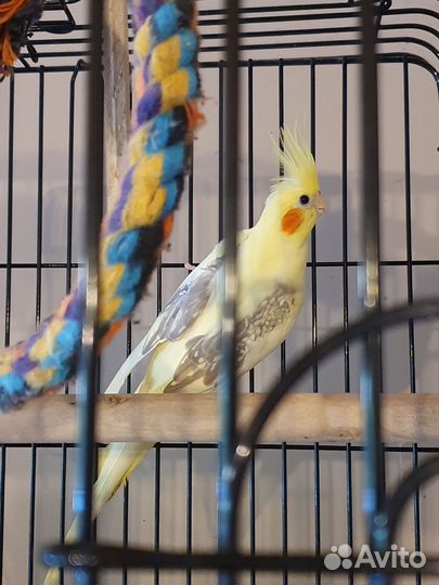 Попугай корелла девочка