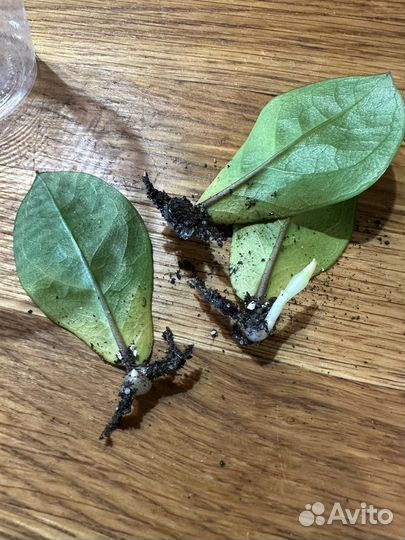 Отростки растений