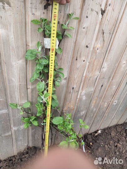 Саженцы плодовых деревьев