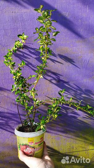 Бересклет Форчун