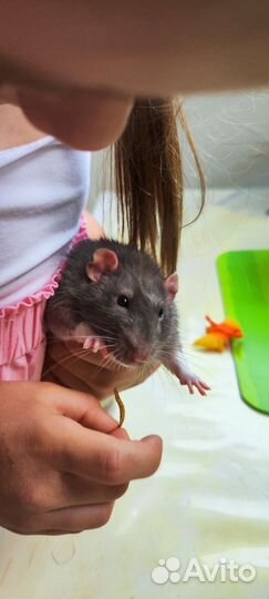 Крыски Дамбо с оборудованной клеткой и кормом