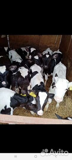 Быки и Тёлки