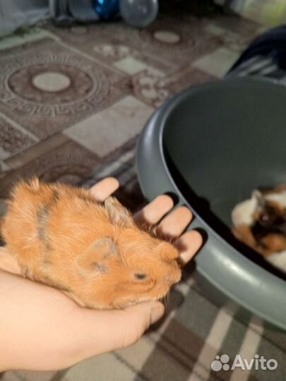 Малышарики морские свинки