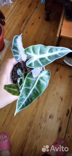 Алоказия фрайдек вариегатная,алоказия бамбино пинк