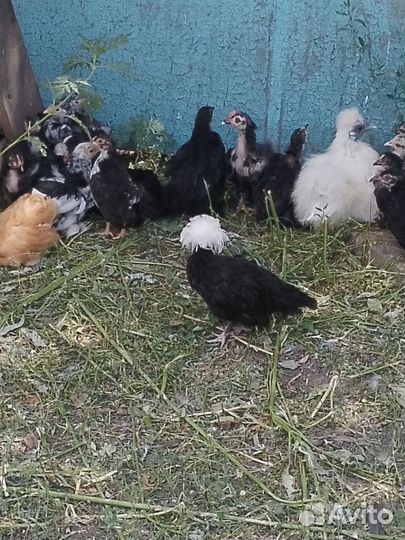 Продам дикорактивных курочек