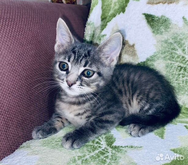 Малыши ищут семью