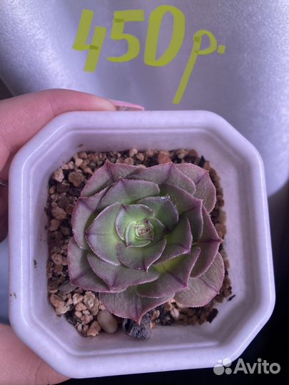 Разные эхеверии