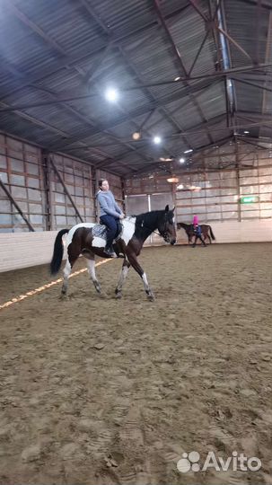 Лошадь в аренду