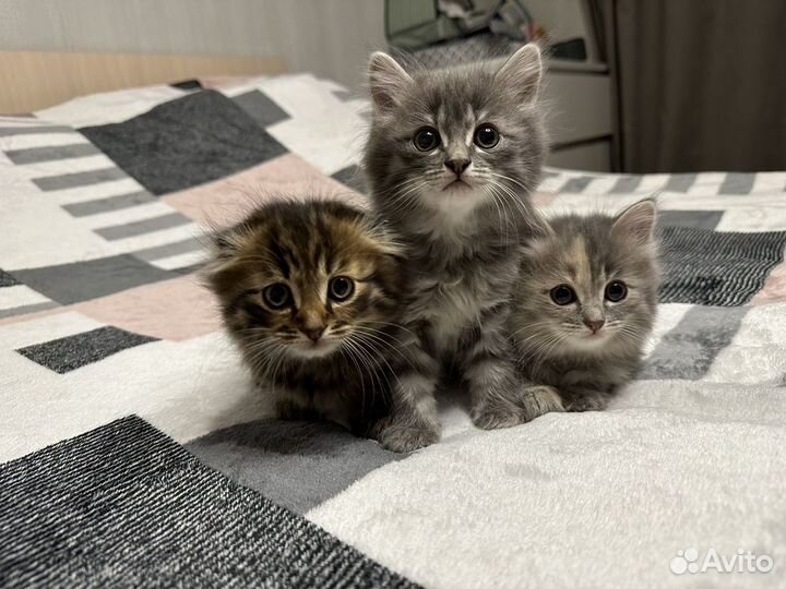 Шотландские котята