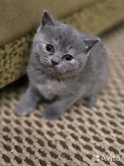 Шотландская