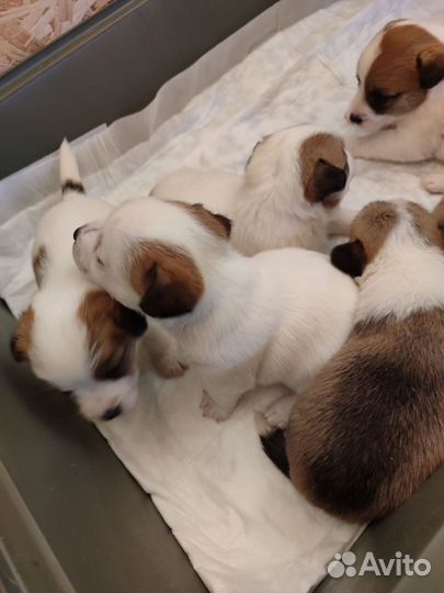 Джек рассел