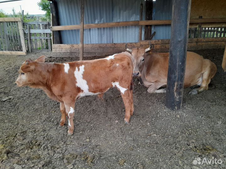 Коровы, телята