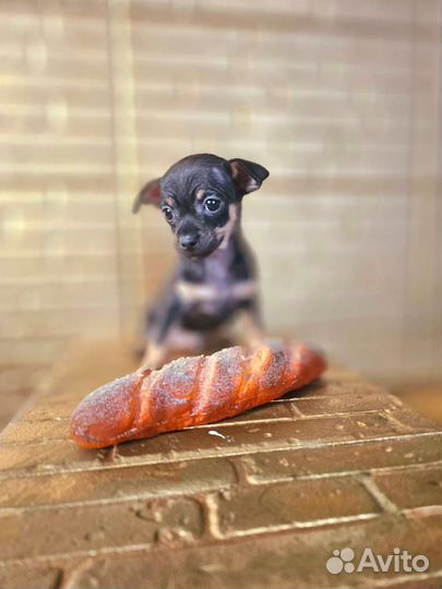 Той-терьер щенки