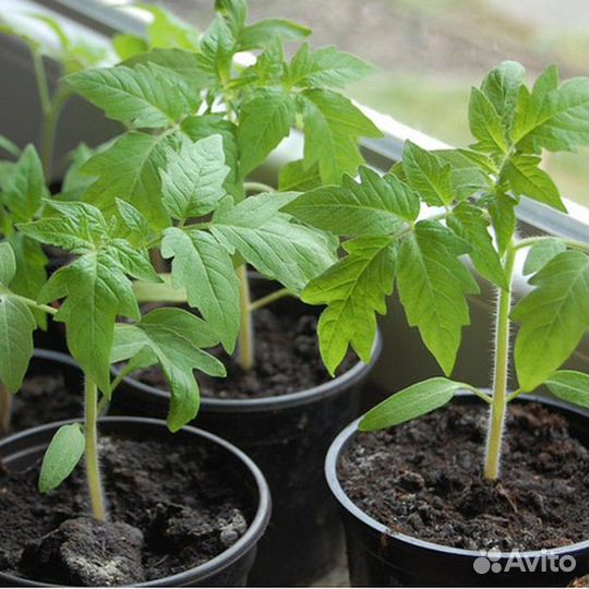 Рассада низкорослых томатов