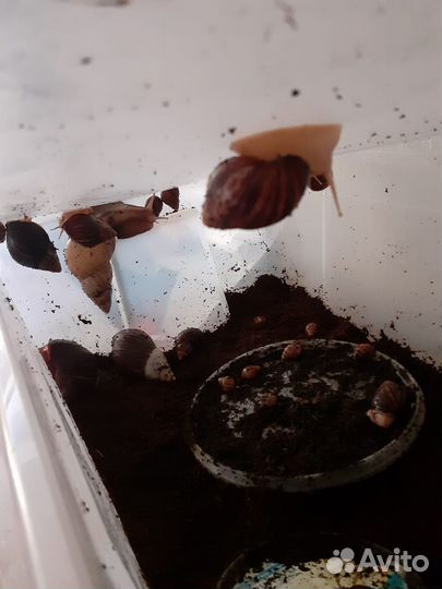 Улитки ахатины