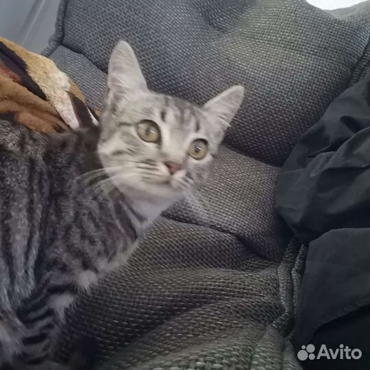 Кошка в добрые руки