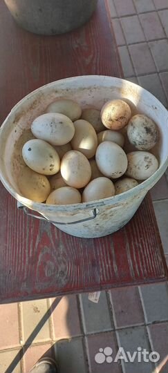 Яйца мускусных уток